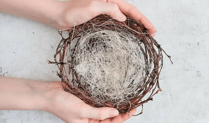 humane_bird_removal